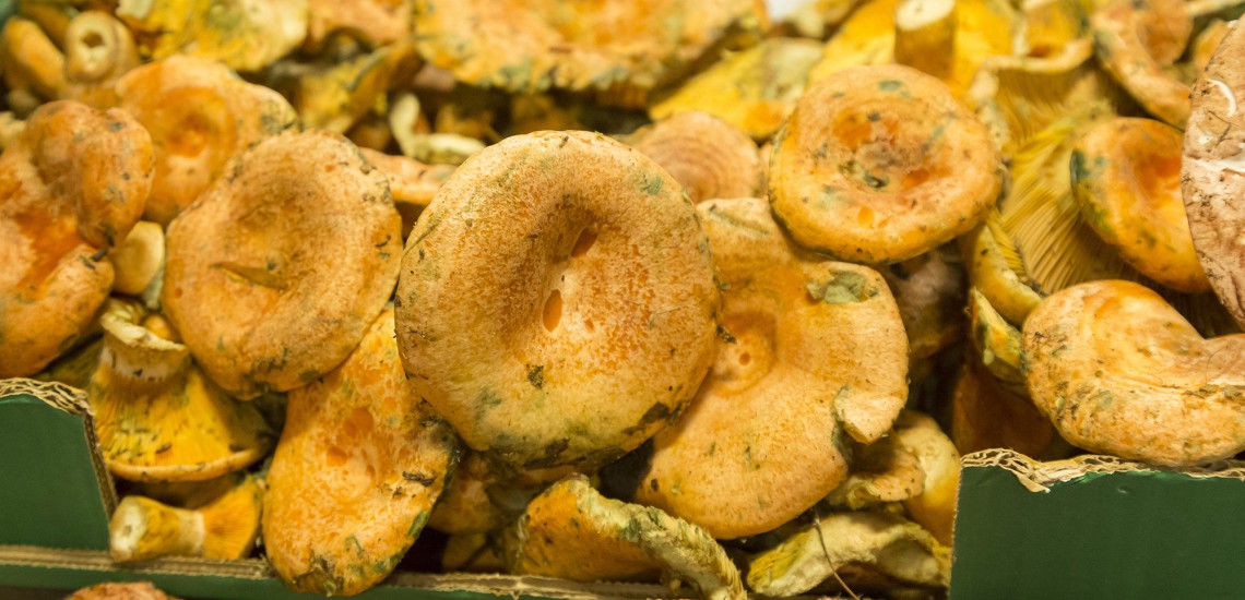 Rovellons i pinatells a Can Mascort