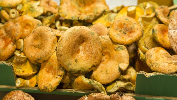 Rovellons i pinatells a Can Mascort